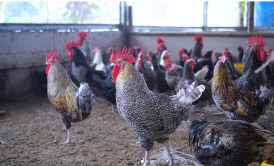 Ayam Kuntara di Makassar Sulawesi Selatan